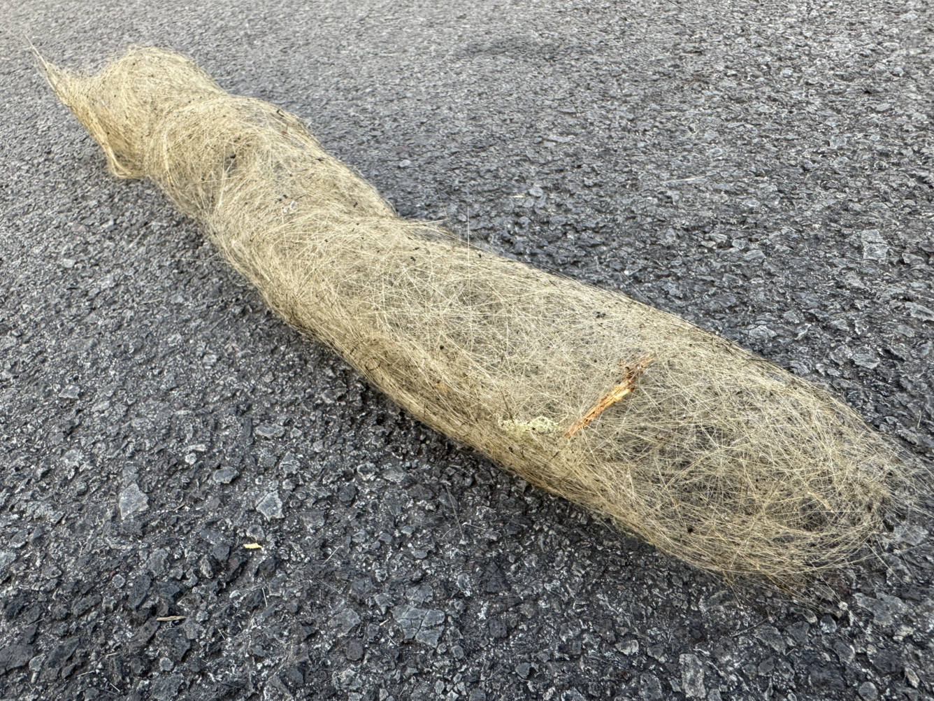 Color photograph of Pele's Hair