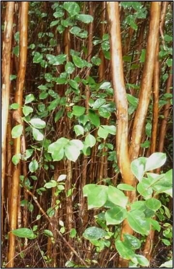Photo of strawberry guava on Maui