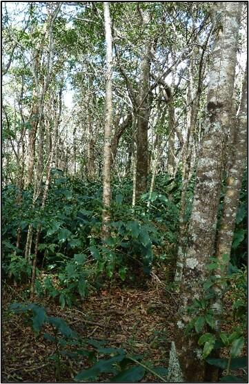 Photograph of tropic ash tree.
