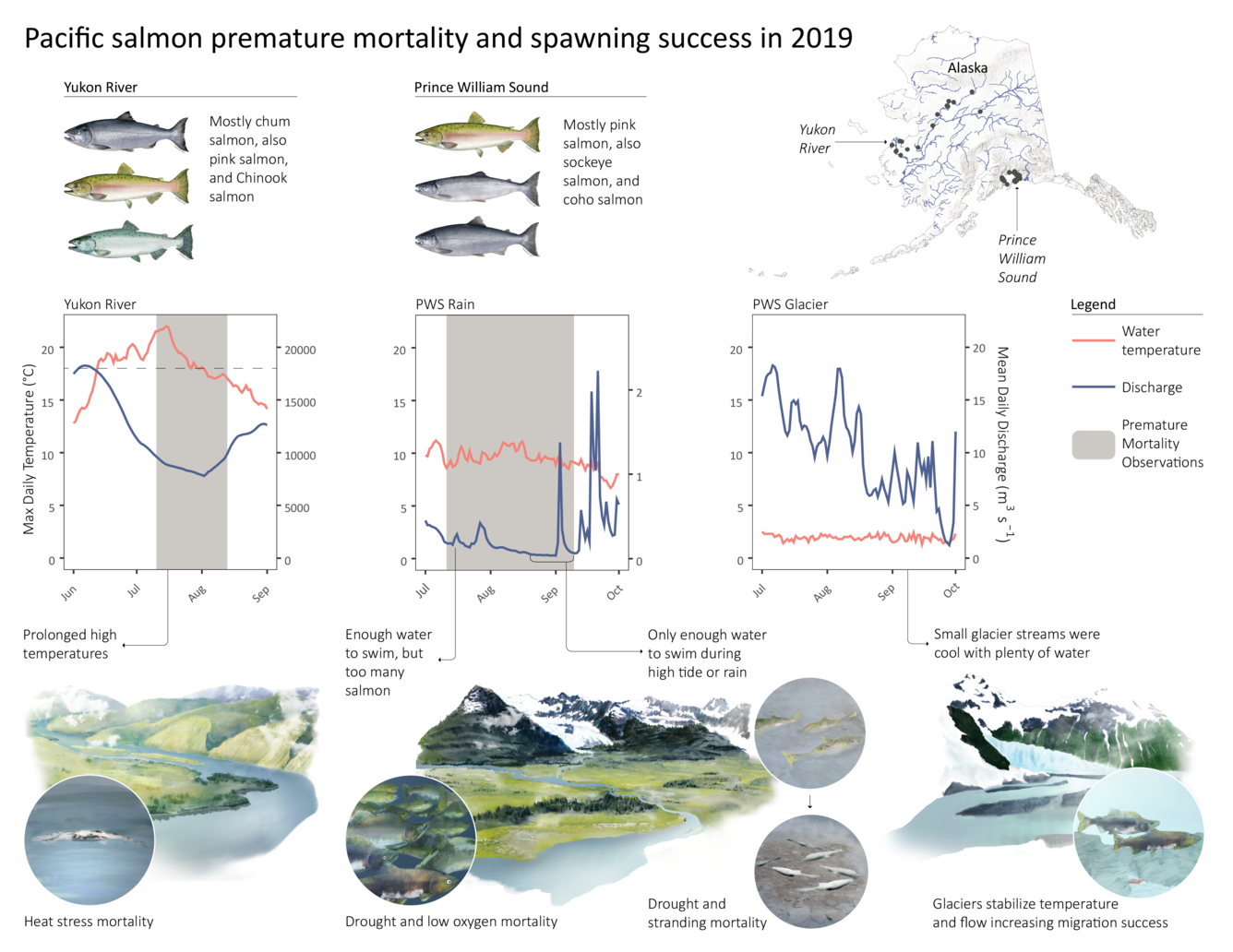 Black text on a white background with three drawings of fish and line graphs showing mortality and spawning success of salmon