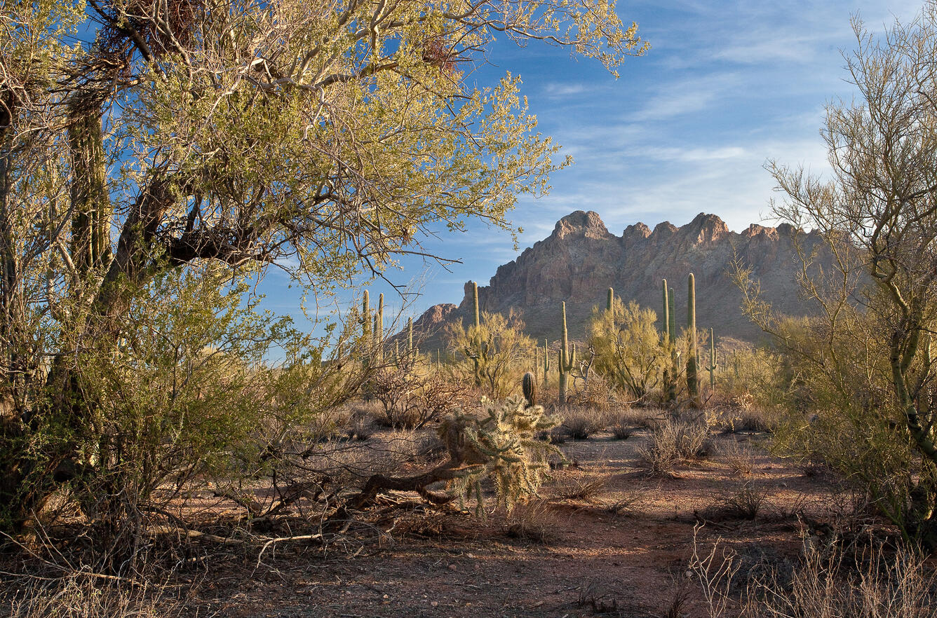 Ironwood Forest National Monument, Arizona, for Mild Temperatures and Winter Photography