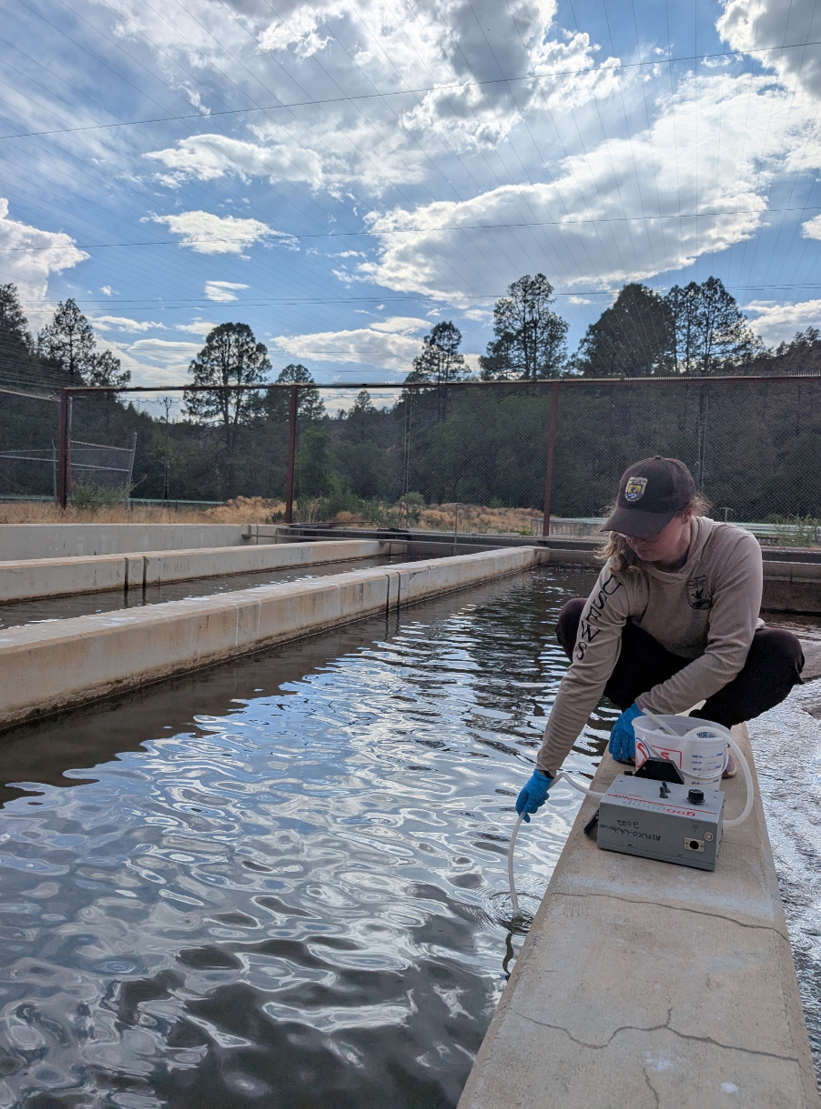 Researcher using a tube to collect water sample at a fish hatchery.