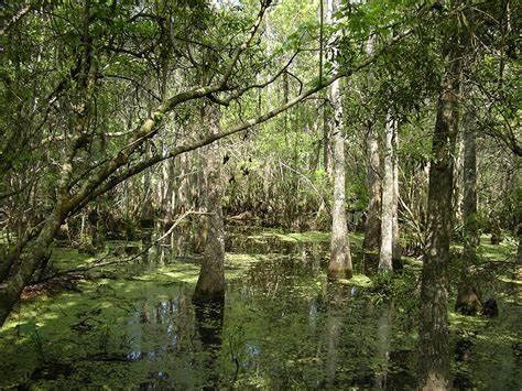 Barataria Preserve at Jean Lafitte NHPP