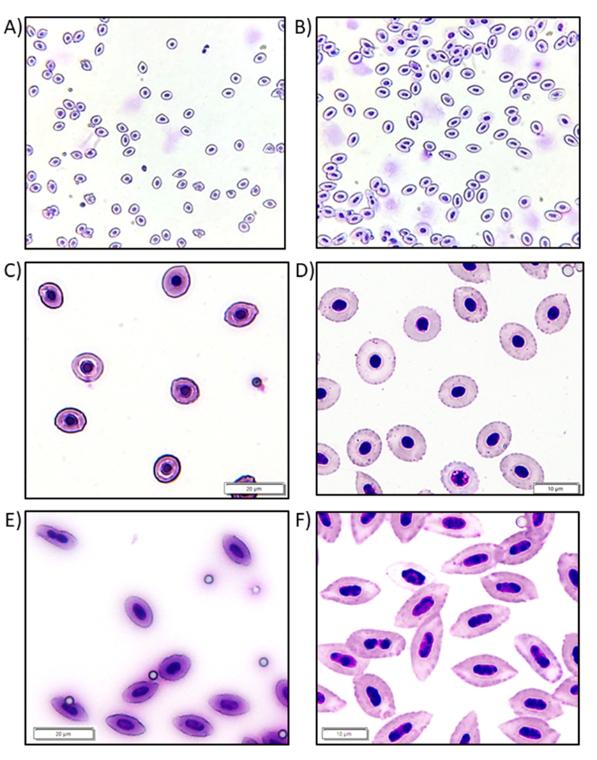 Whole blood smears from known diploid and triploid Grass Carp differ in both size and shape