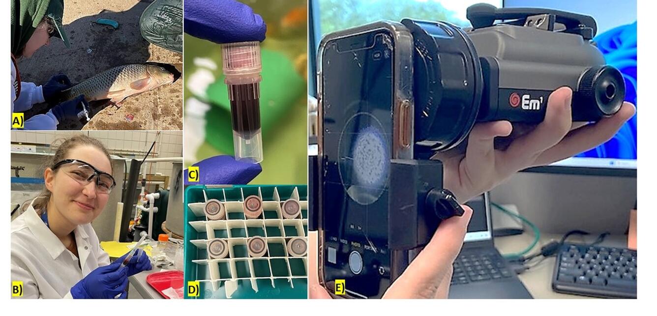 collection and analysis of carp blood