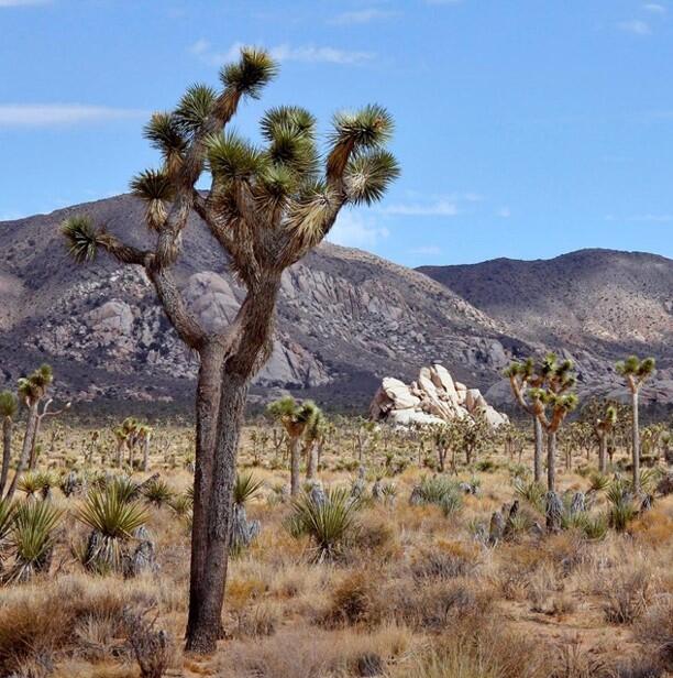 Joshua Tree 