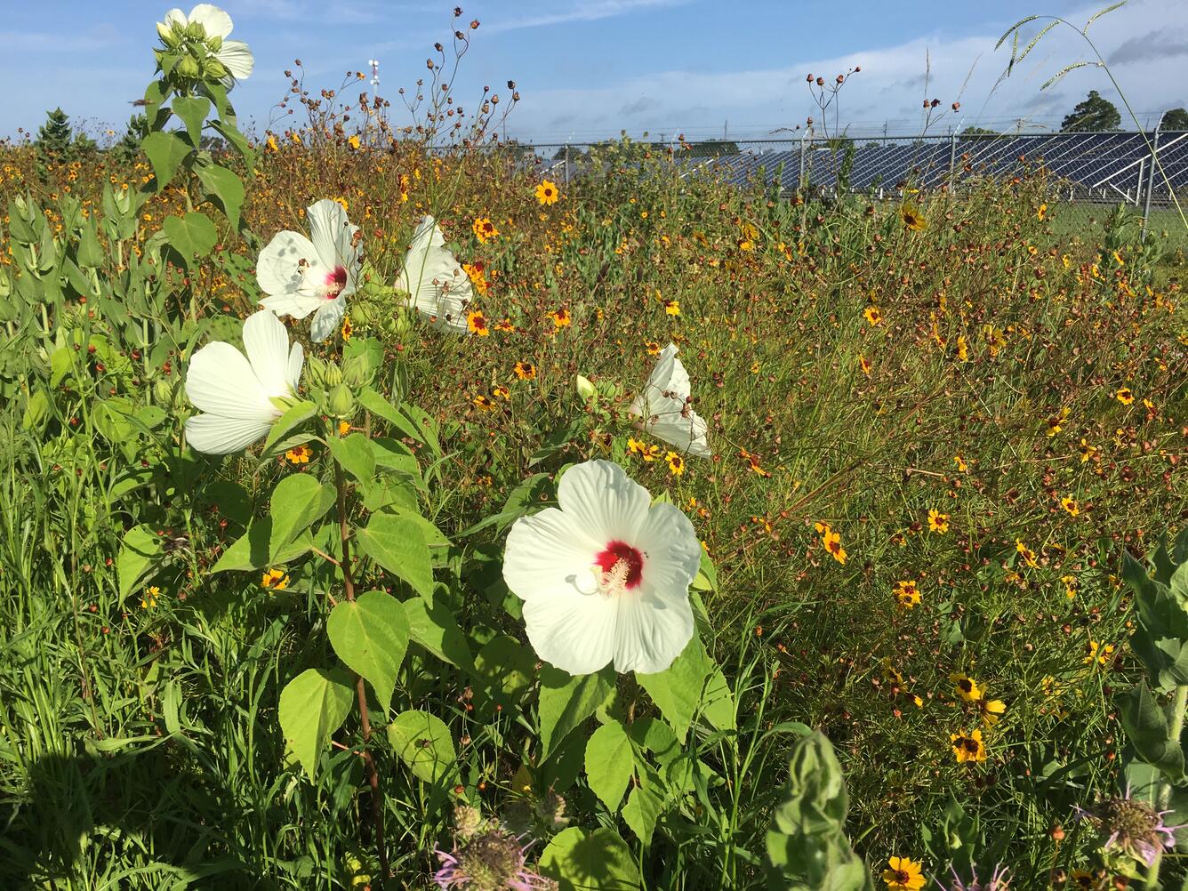 Red throat mallow (Hibiscus laevis) in bloom at WARC restored coastal prairie