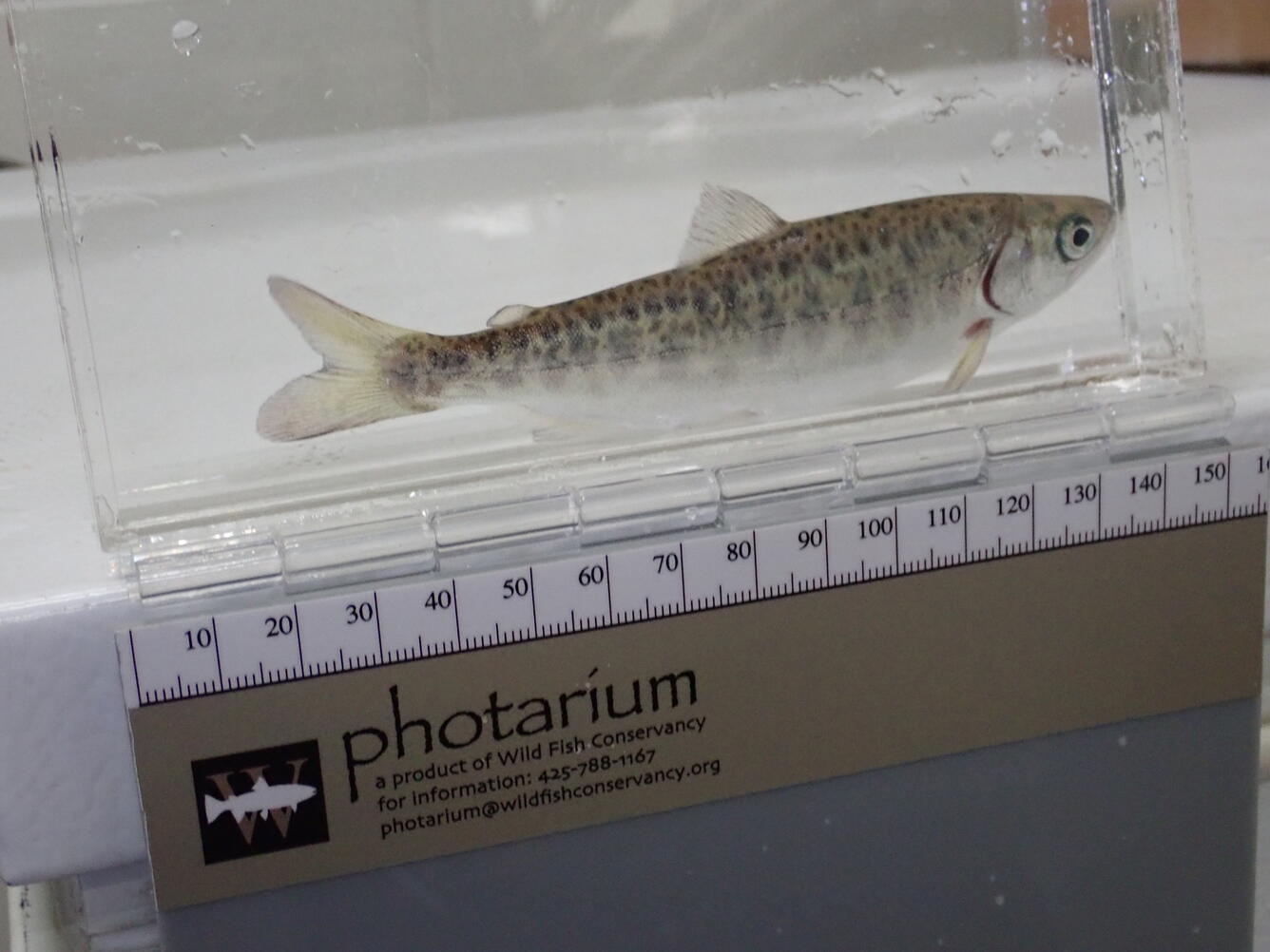 A small light colored fish with dark spots on its side in a clear plastic container with a ruler underneath the container