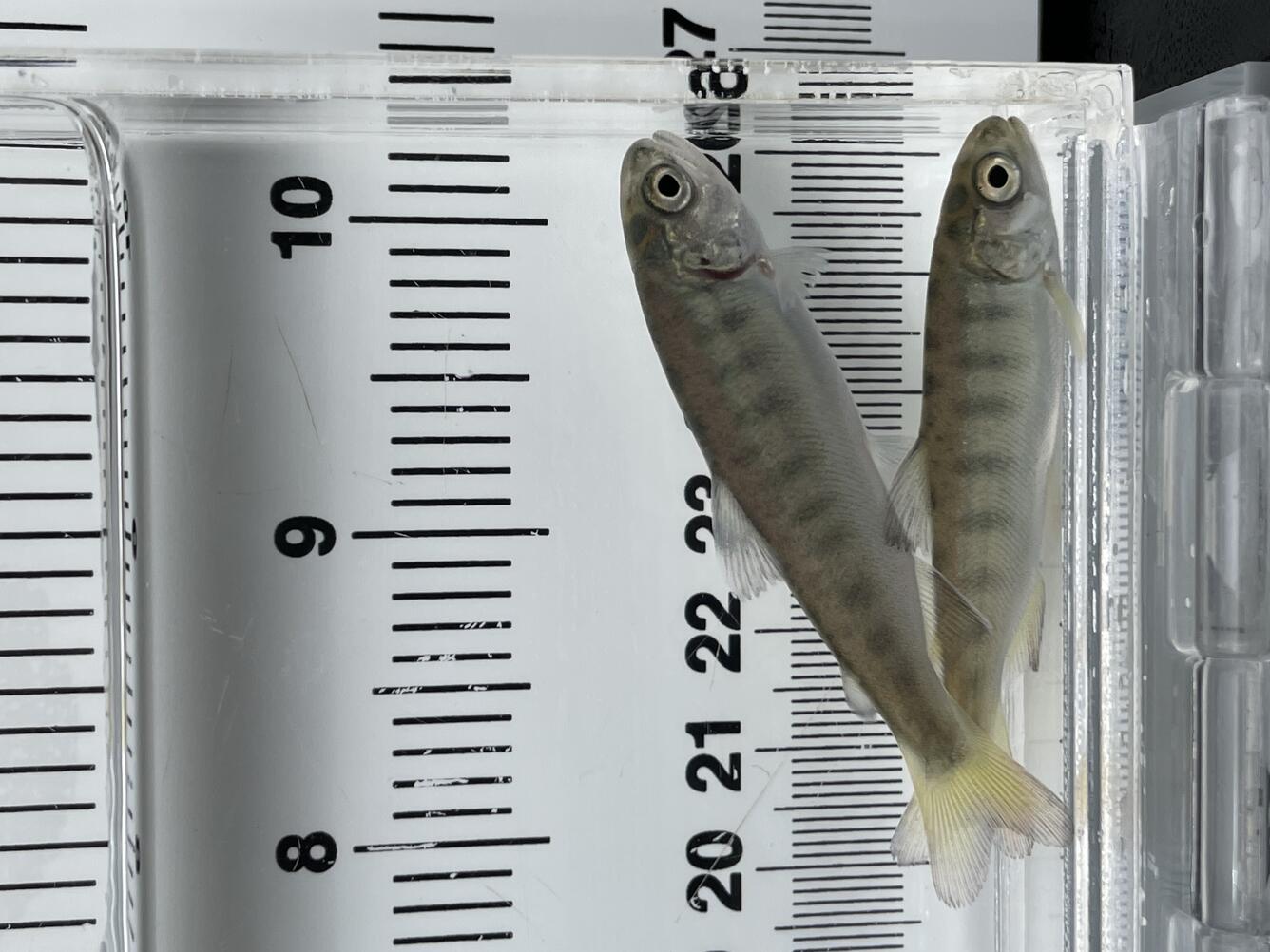 Two small light colored fish in a clear tank filled with water with a ruler behind the tank
