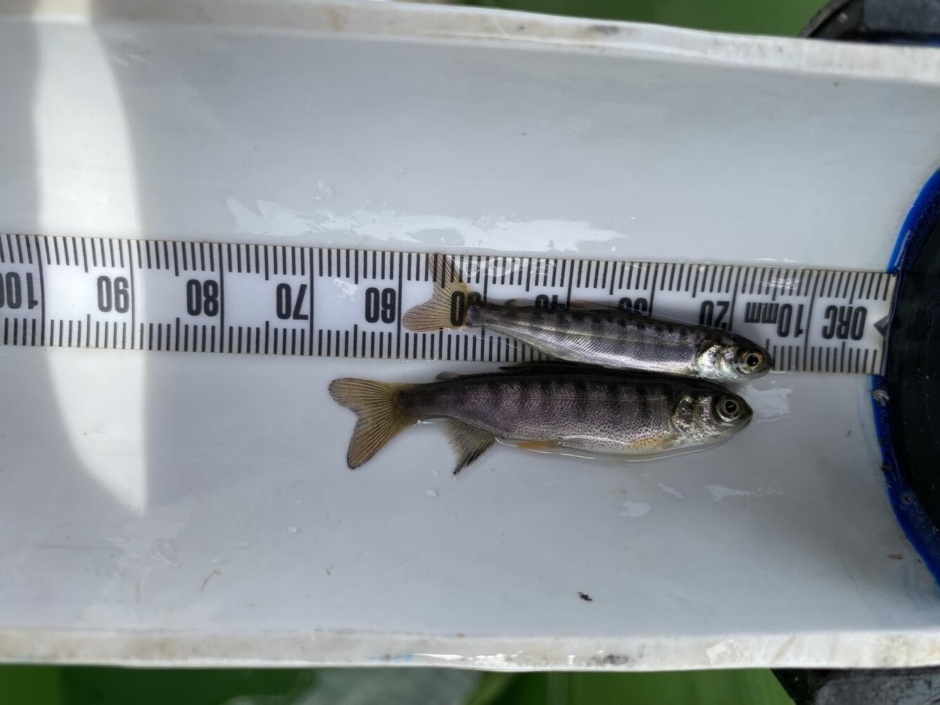 juvenile Chinook and Coho salmon fish next to a ruler