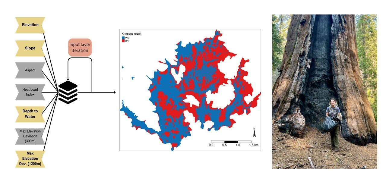 Schematic of clustering model and resulting map (left) and USGS scientist standing in front of a sequoia tree.