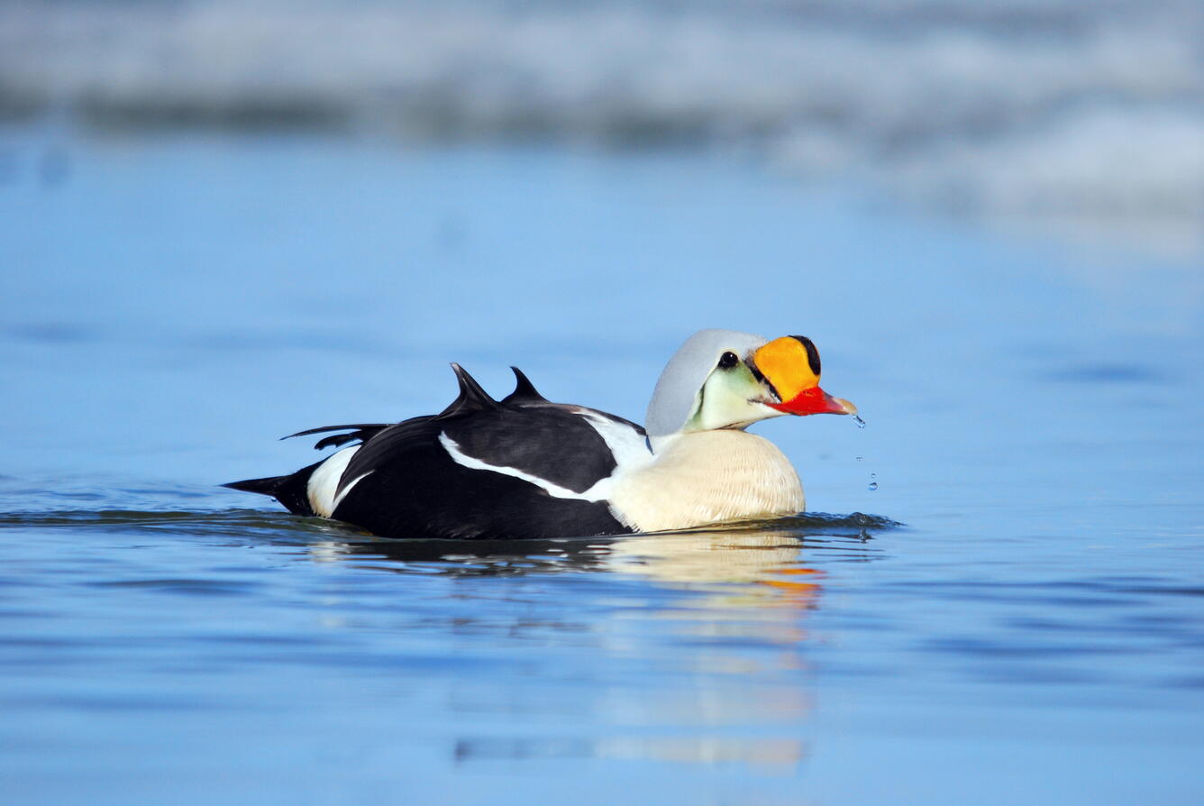 Black and white duck with a red bill and orange patch on the face.