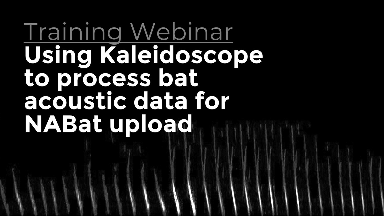 Black background with the text "Training Webinar: Using Kaleidoscope to process bat acoustic data for NABat upload"
