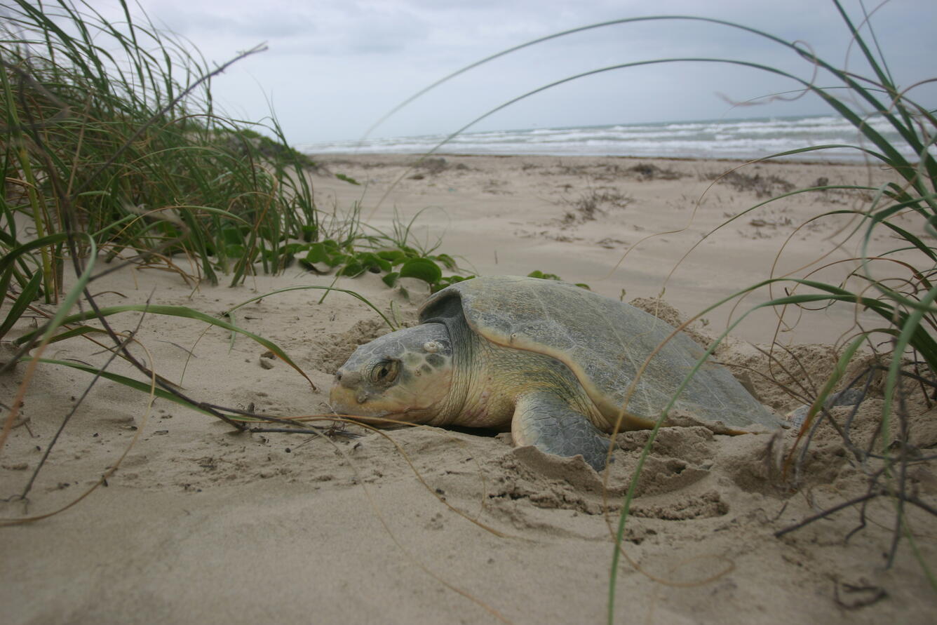 A sea turtle laying on sand dune with waves in the background