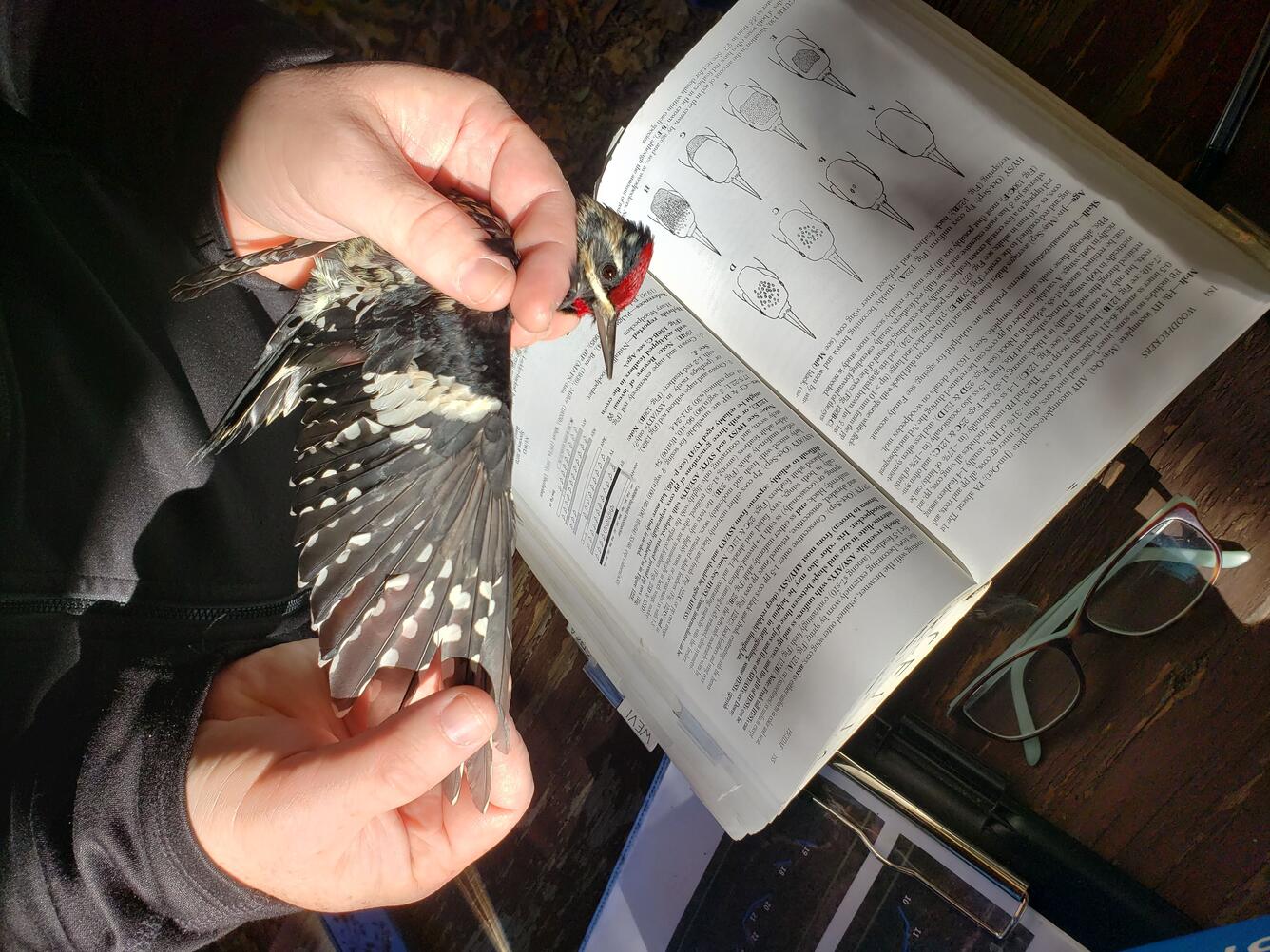 A white-spotted black wing, is held over a book that aides in aging and sexing.