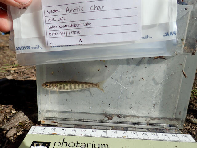 Juvenile Arctic char in plastic container captured from a lake in Lake Clark National Park, Alaska