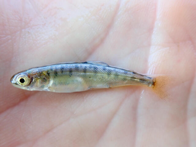 Juvenile sockeye salmon (Oncorhynchus nerka).