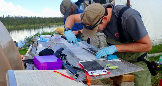 Biologists process a lake trout, removing muscle and otoliths for the determination of mercury bioaccumulation.