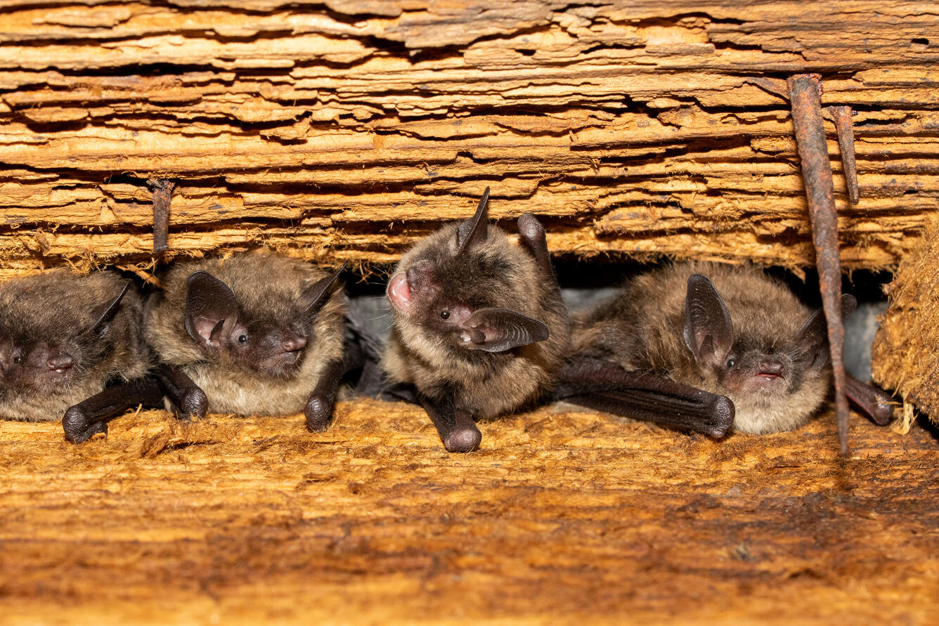 four bats sitting inside of a piece of wood