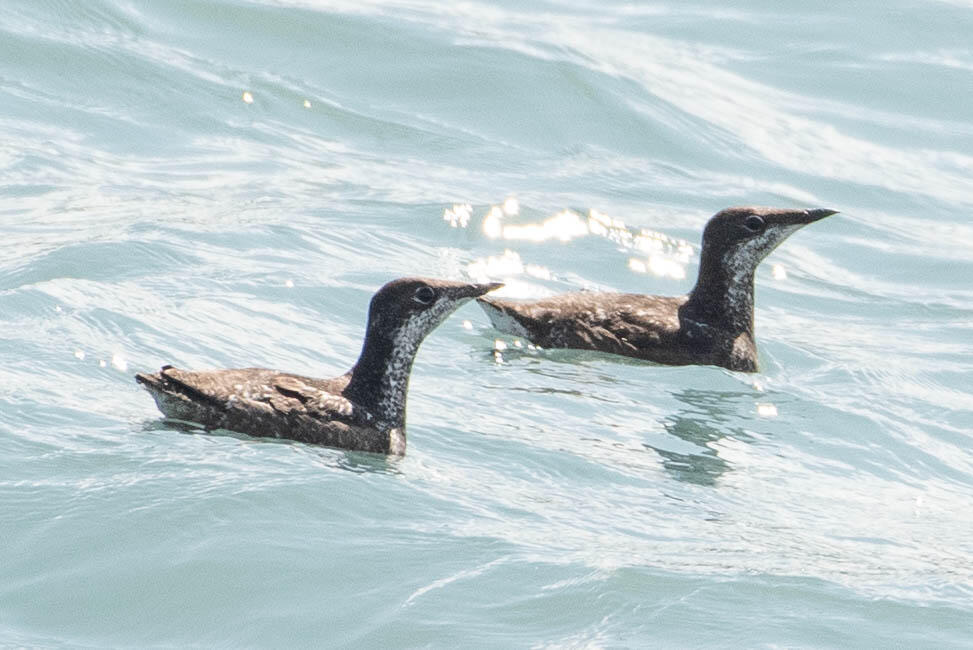 A pair of Long-billed Murrelets on the water. Small seabird, chocolate brown with scaled brown-and-white underparts. 
