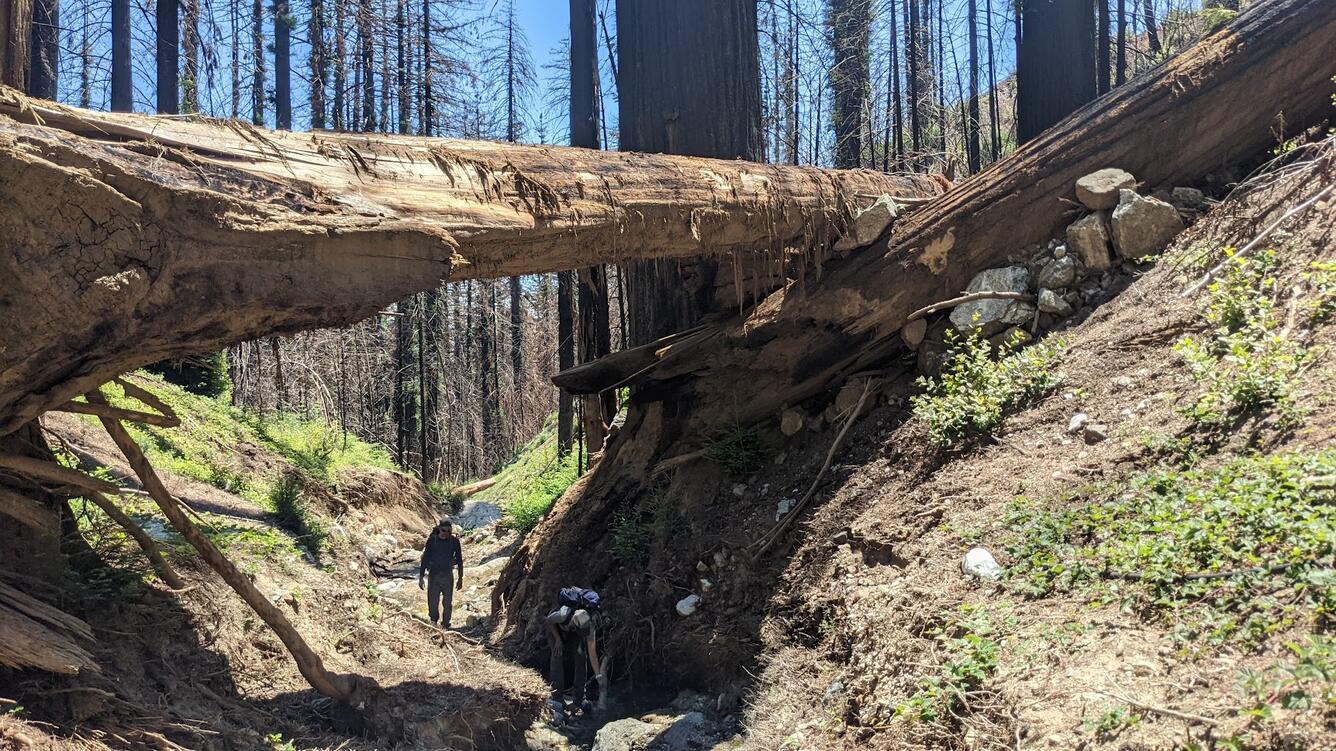 Large tree lying across hillslope above channel