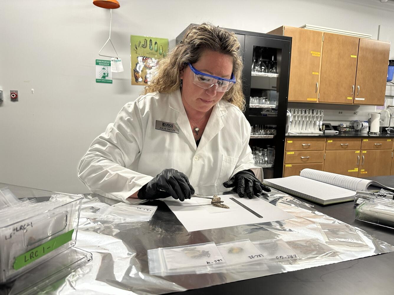 USGS scientist preparing specimens for the USGS Lepidoptera Research Collection