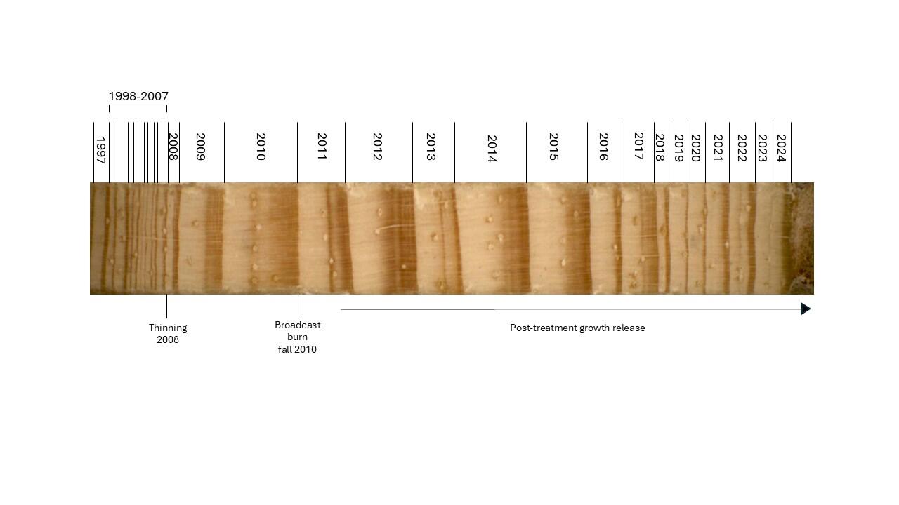 a timeline labels different years of tree ring growth next to a photo of tree ring cores