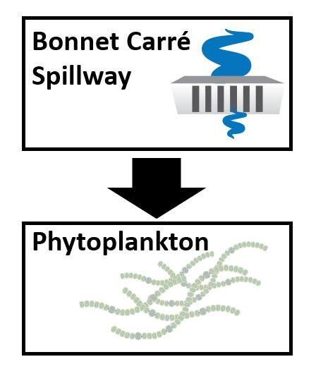 Conceptual diagram of how Bonnet Carré spillway can influence phytoplankton