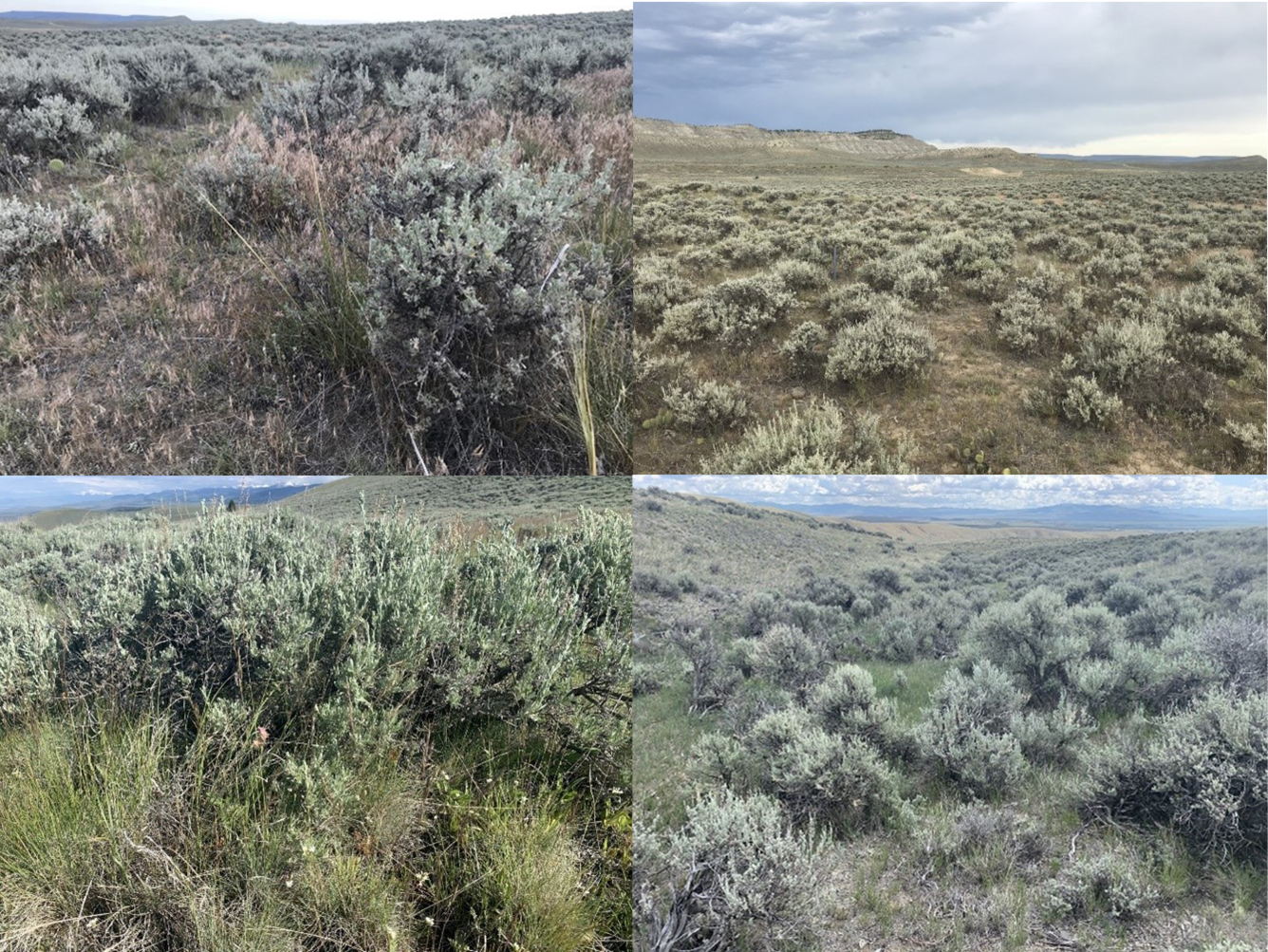 four images of sagebrush, with and without cheatgrass