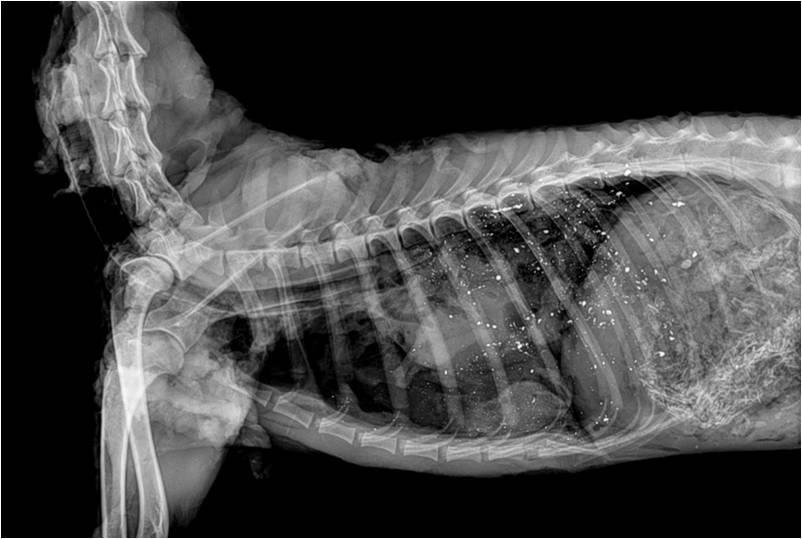 A radiograph - x-ray - of an deer's abdomen showing many small bright white spots scattered throughout.