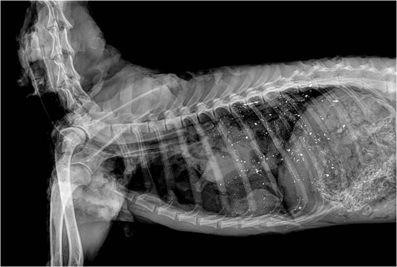 A radiograph - x-ray - of an deer's abdomen showing many small bright white spots scattered throughout.