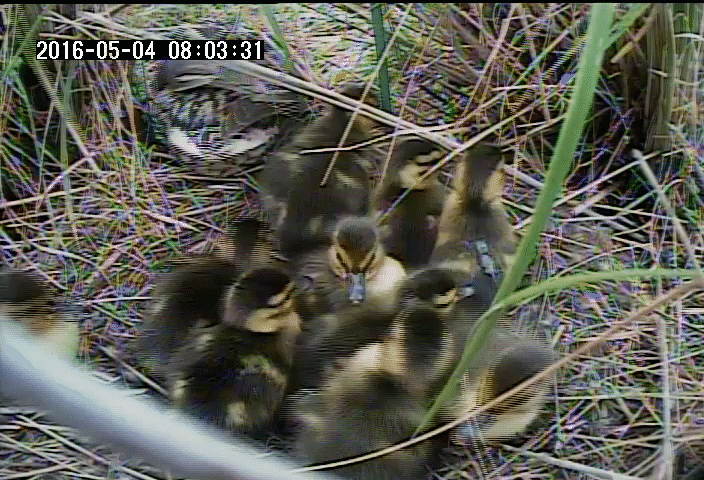 Mother duck leaves the nest, followed by her ducklings