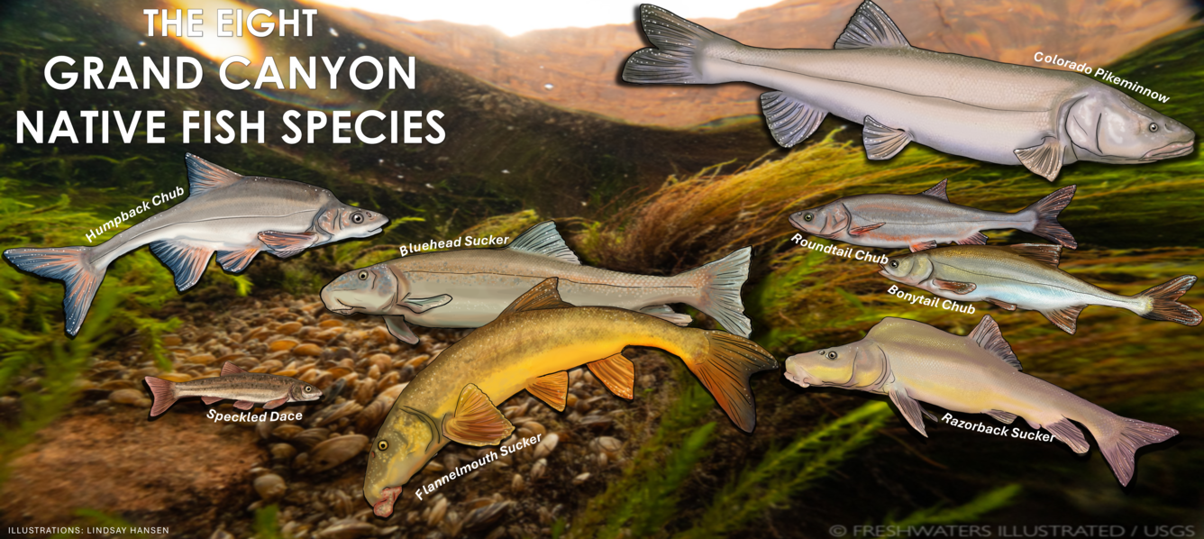 A poster with illustrations of 8 Grand Canyon native fish species