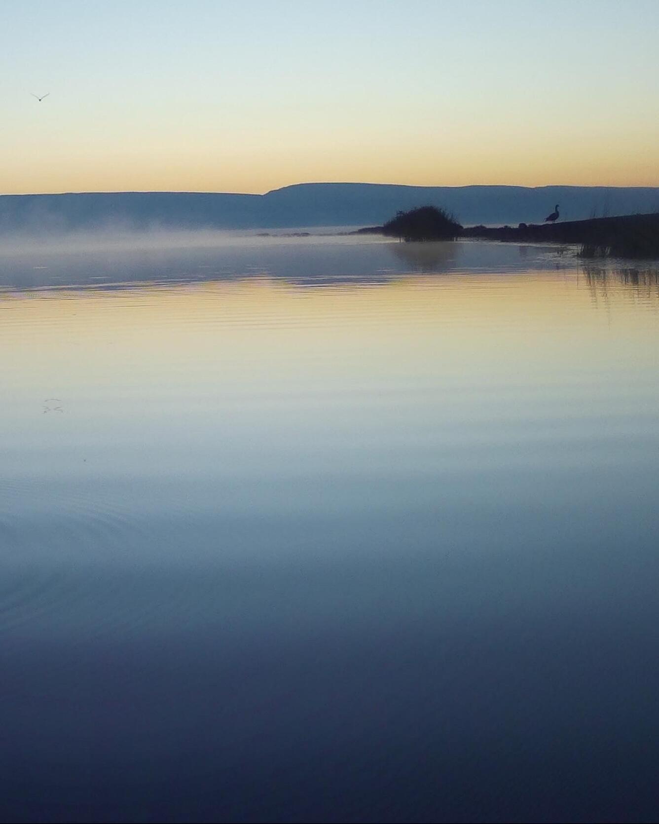 a silhouette of a goose standing on the shore of a lake at sunrise