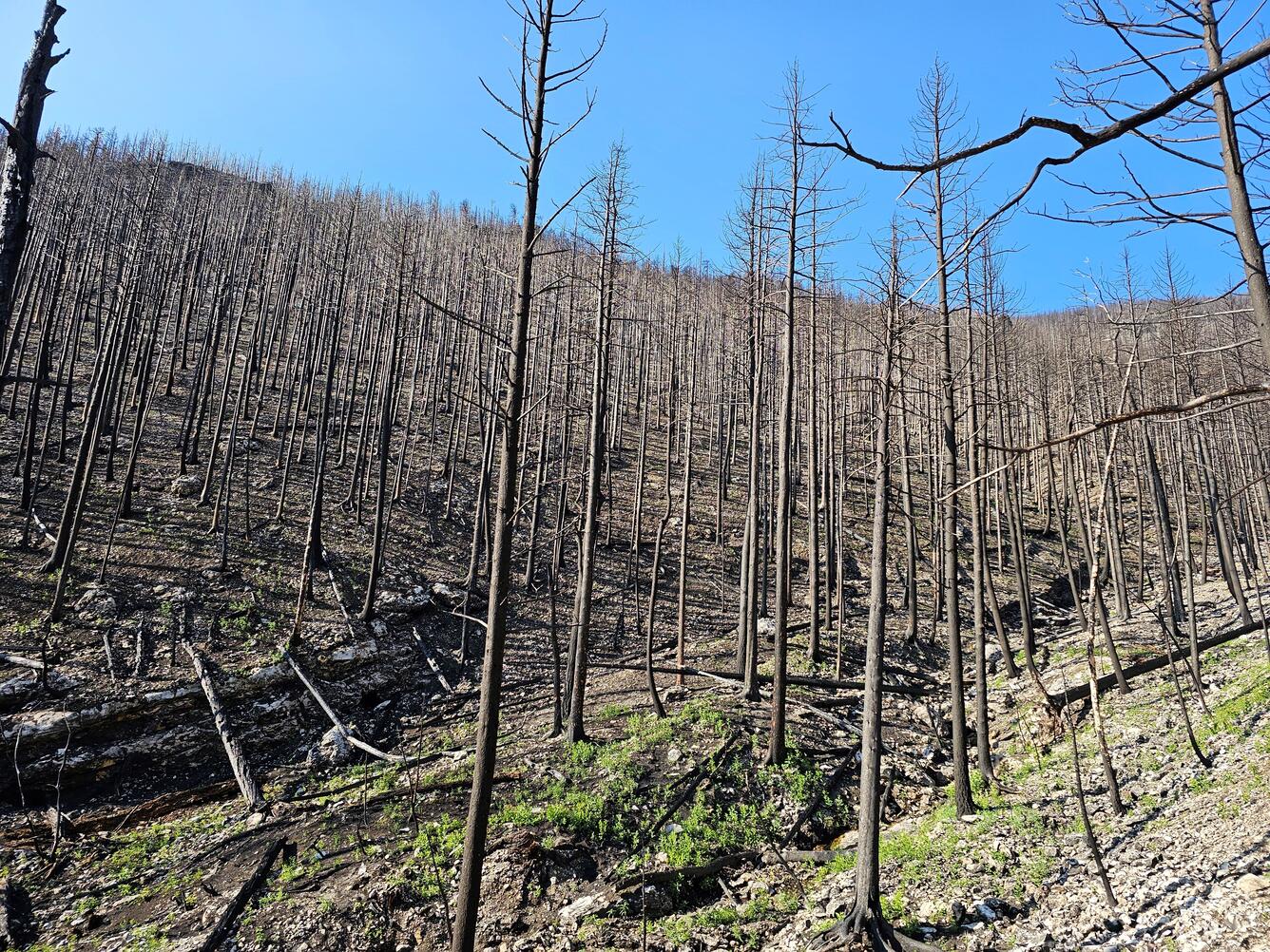 burned trees on hillslope above channel