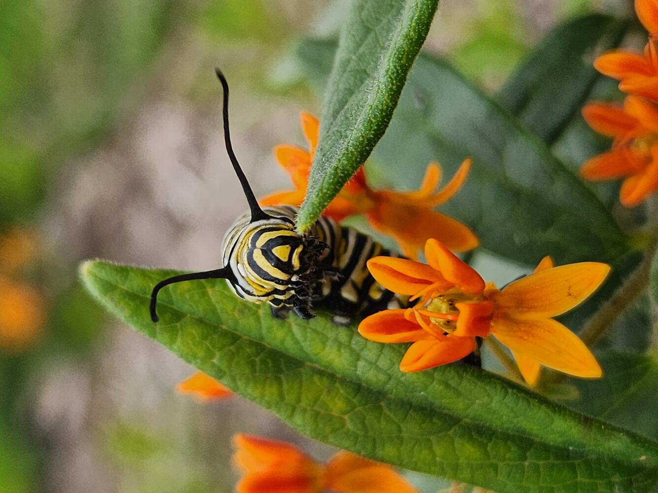 A Monarch caterpillar climbing on a butterfly milkweed flower.