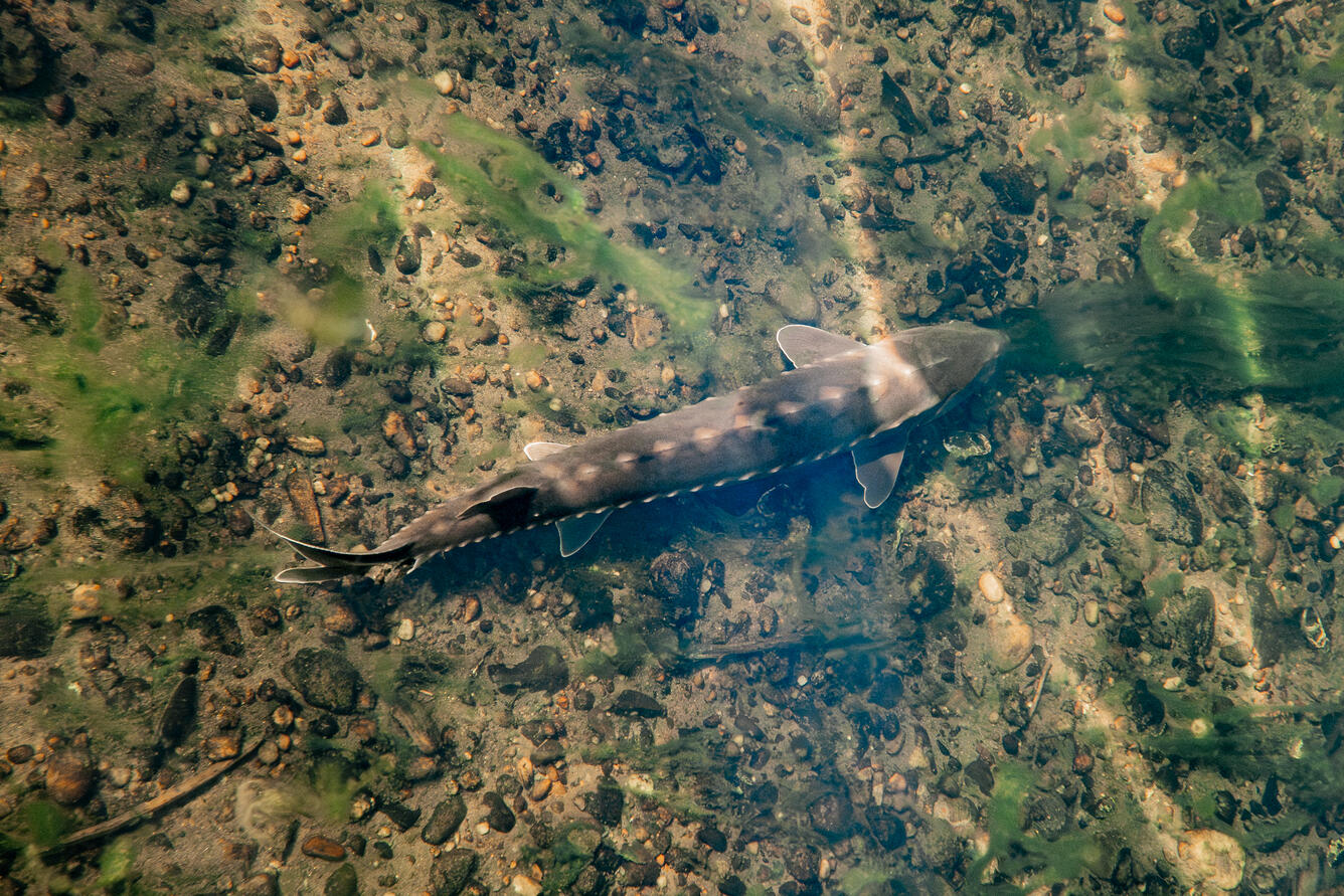 A river shortnose sturgeon swimming