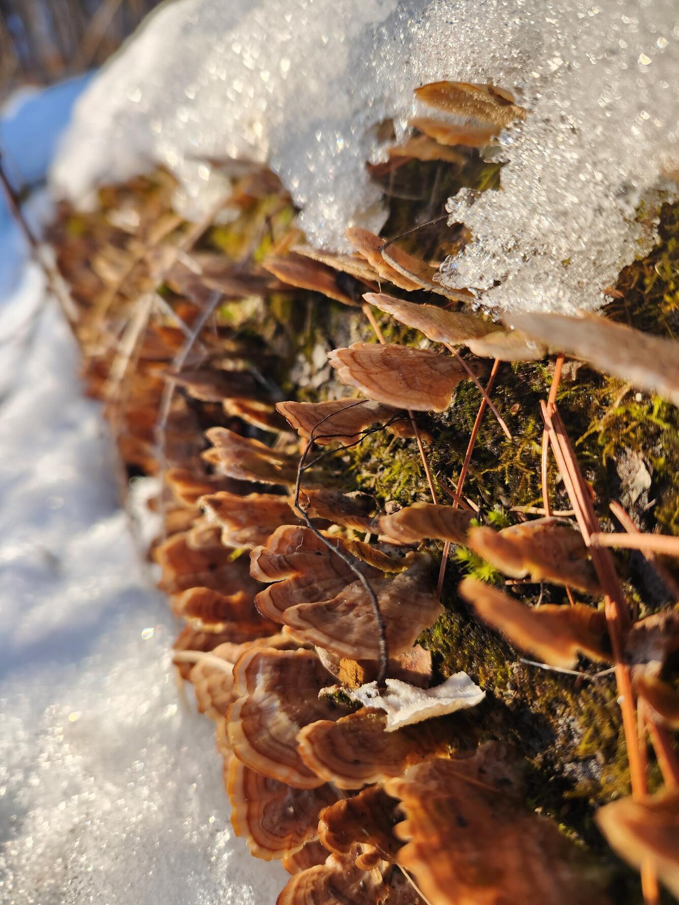 Turkey tail mushroom in Massachusetts