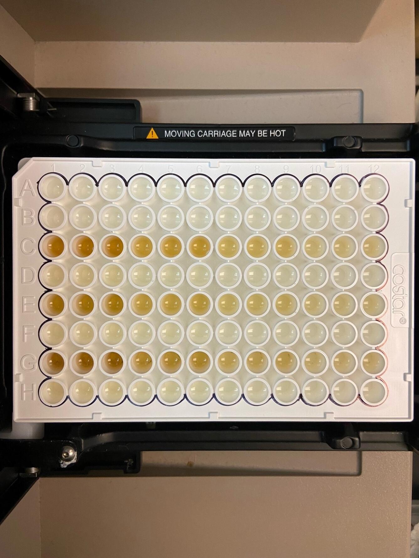 Overhead view of a white 96 well microplate with a visible change in color as samples become more diluted from left to right