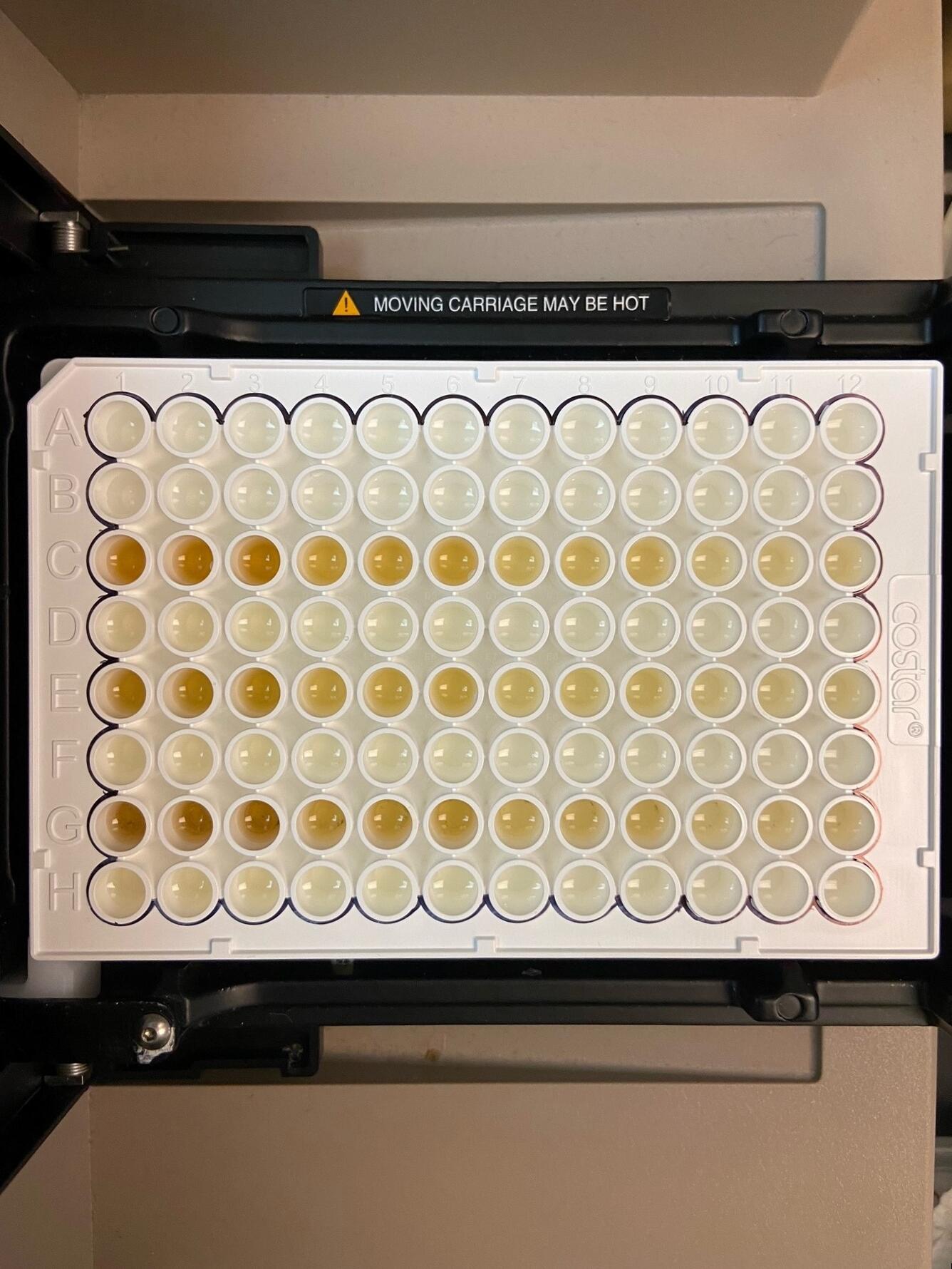 Overhead view of a white 96 well microplate with a visible change in color as samples become more diluted from left to right 