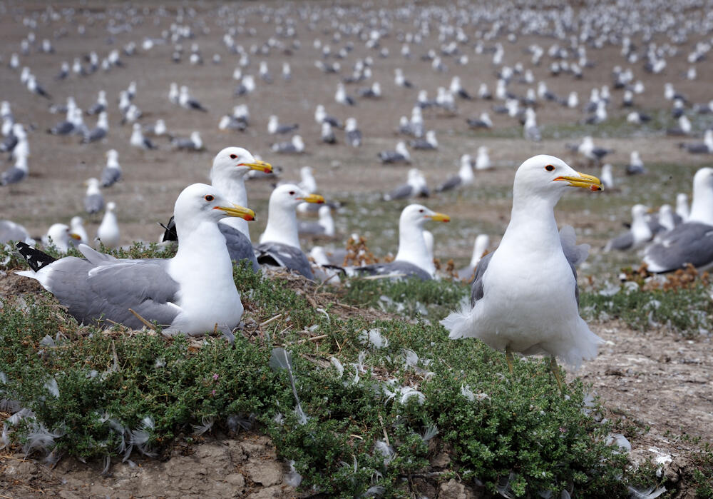 Gull Count WERC