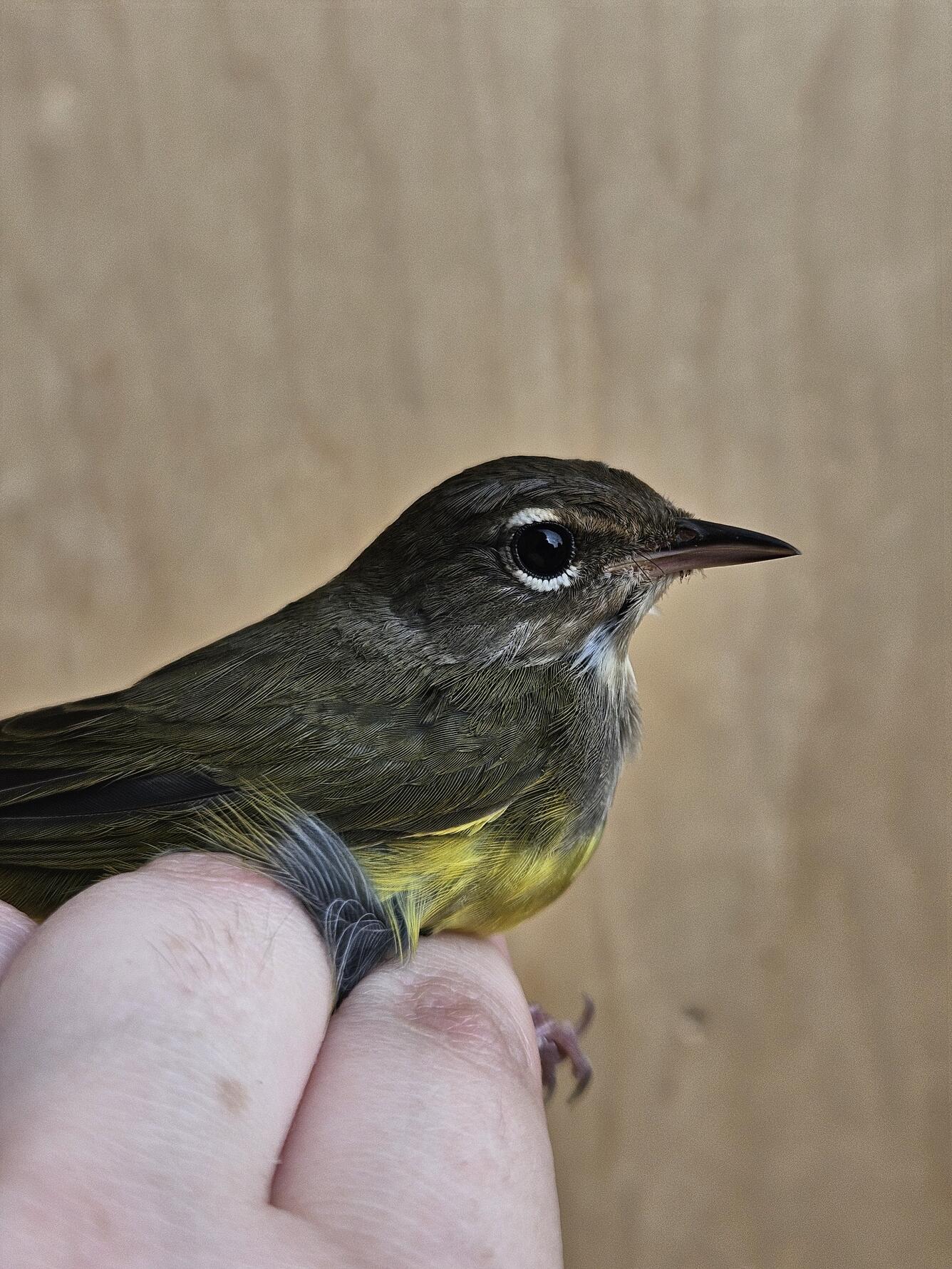 close-up of a bird in the hand with a brown body and large white eye-arcs