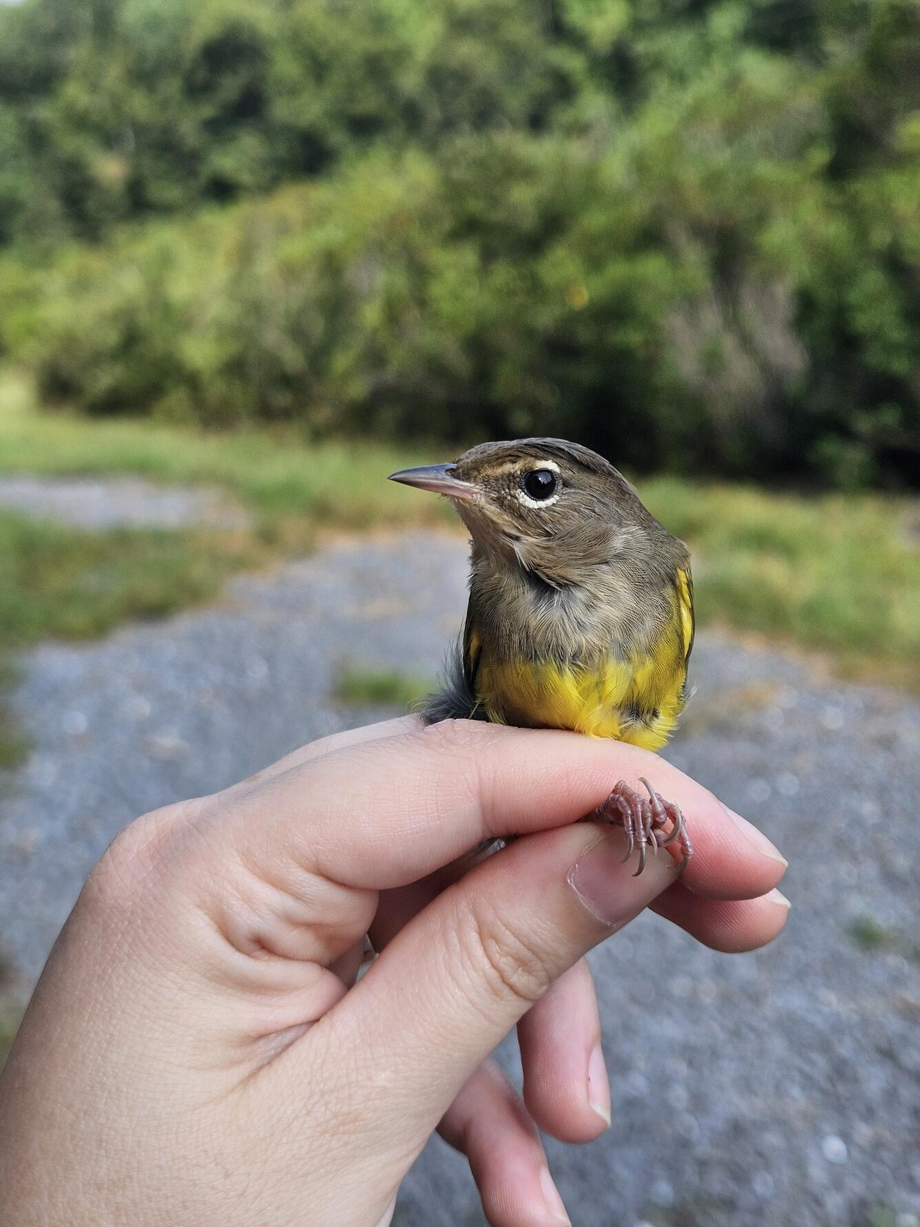 a small bird held gently in the hand with shrubby vegetation in the background