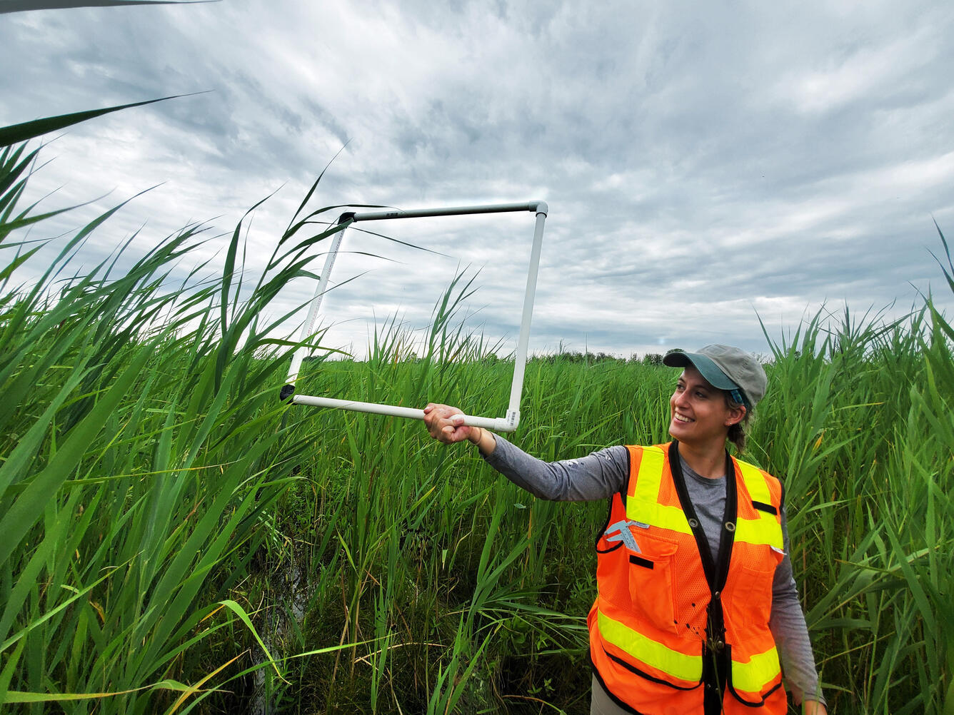 Monitoring Phragmites