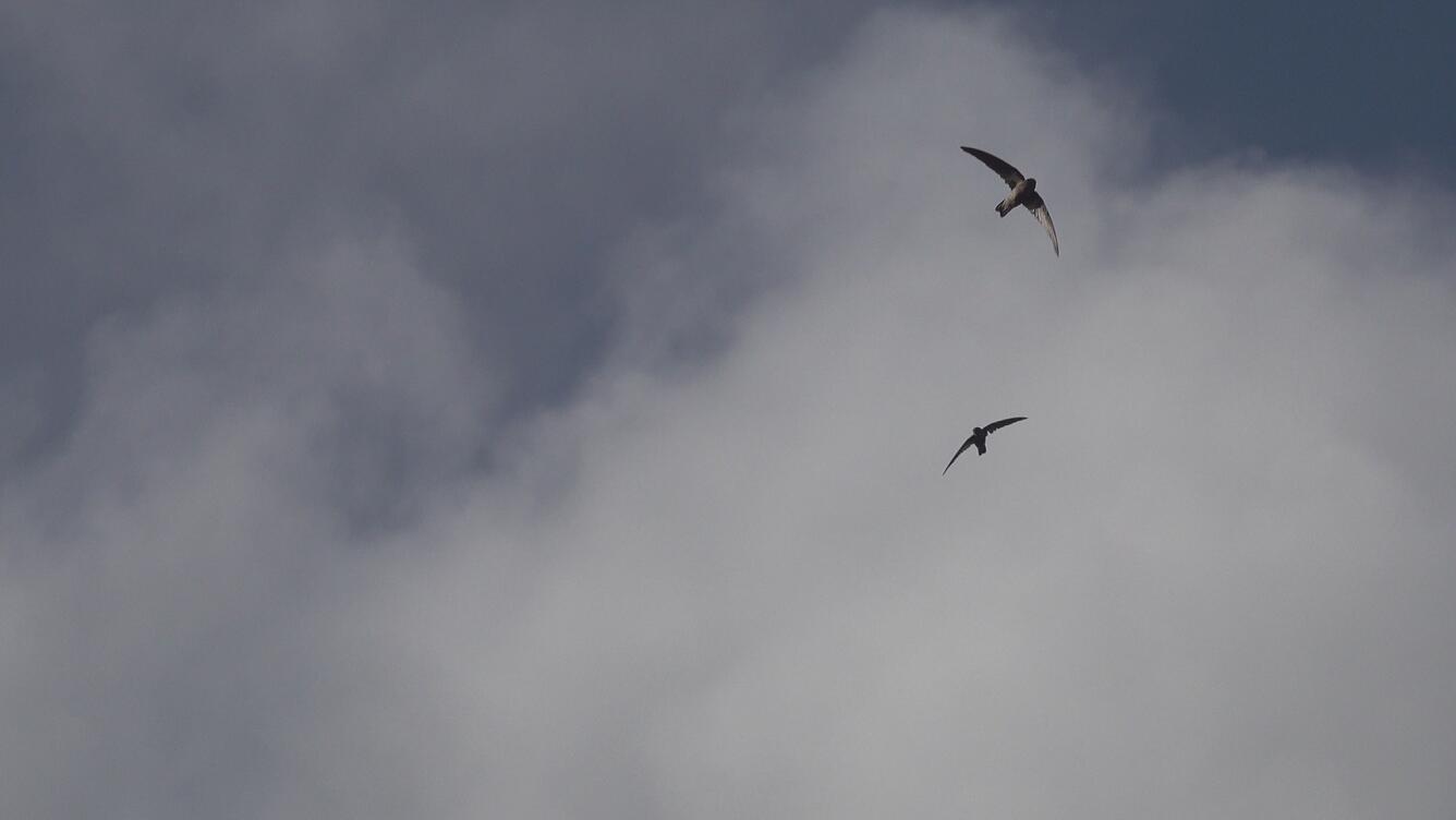 Looking out from Mahlac cave entrance in Guam, this skyward view shows swiftlets in flight on a backdrop of clouds.