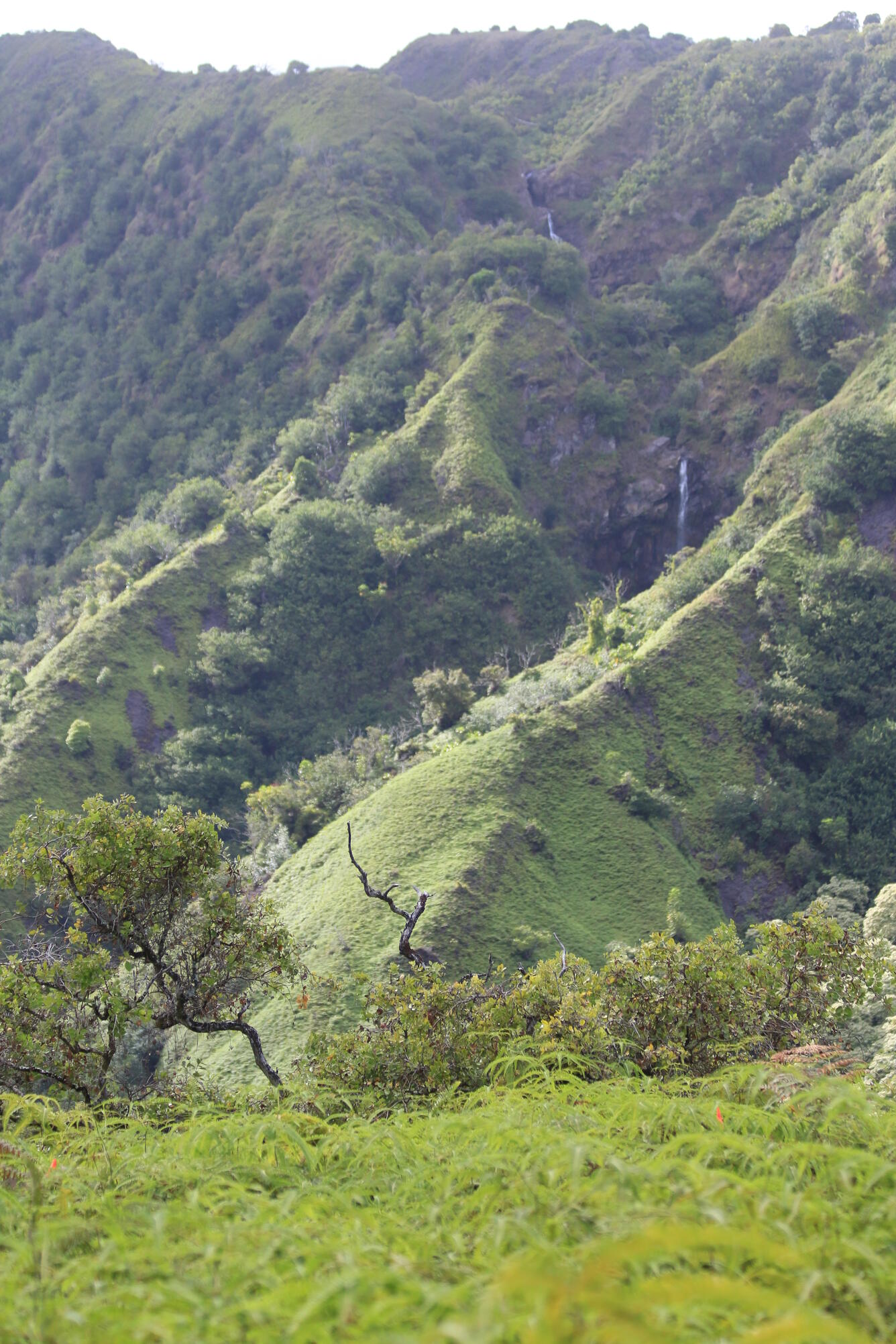 Photo of a lush green forested area around Makamaka‘ole Stream near Kānoa Ridge, Maui.