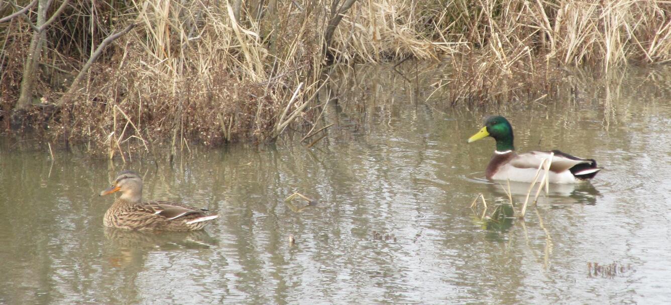 mallard pair swimming