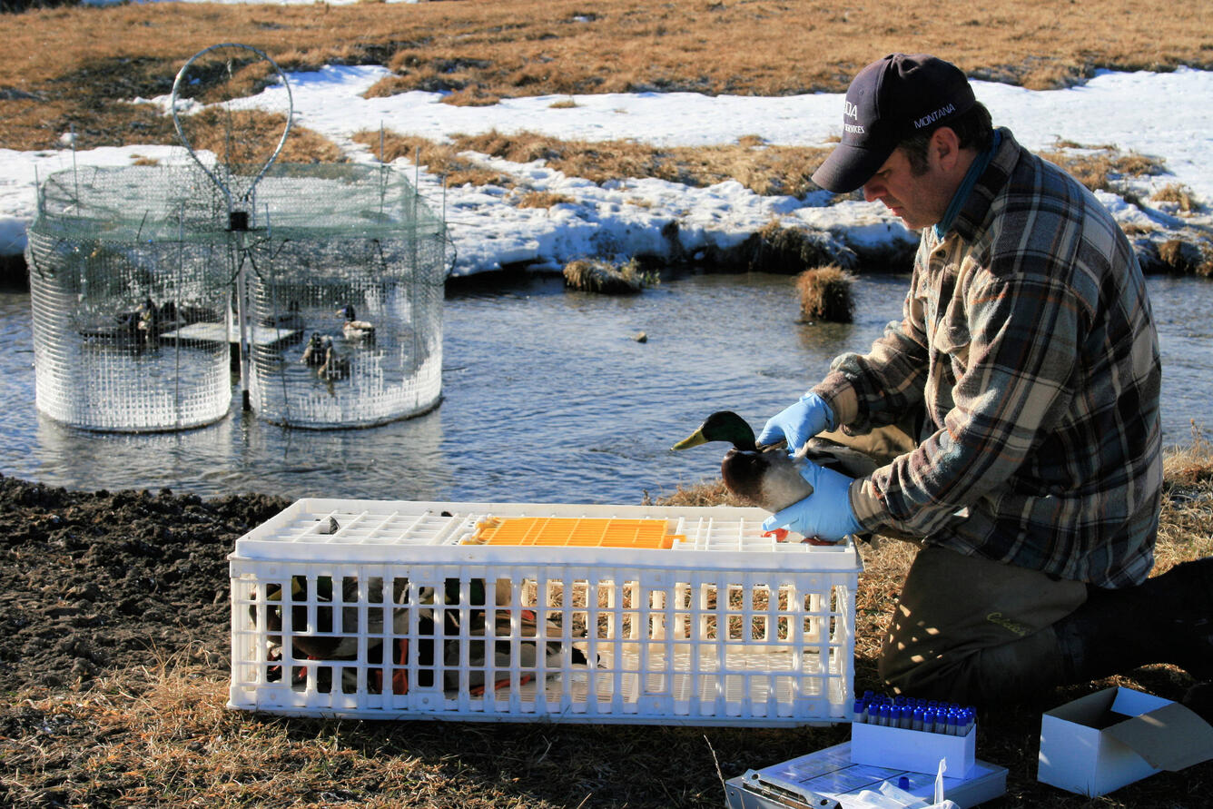 Mallard under Wildlife Services wild bird surveillance