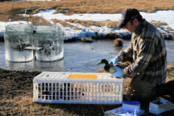 Wildlife Services disease biologists sampled more than 29,000 wild birds for highly pathogenic avian influenza in 2017