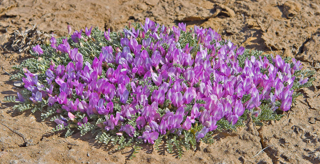 photo of a patch of purple flowers